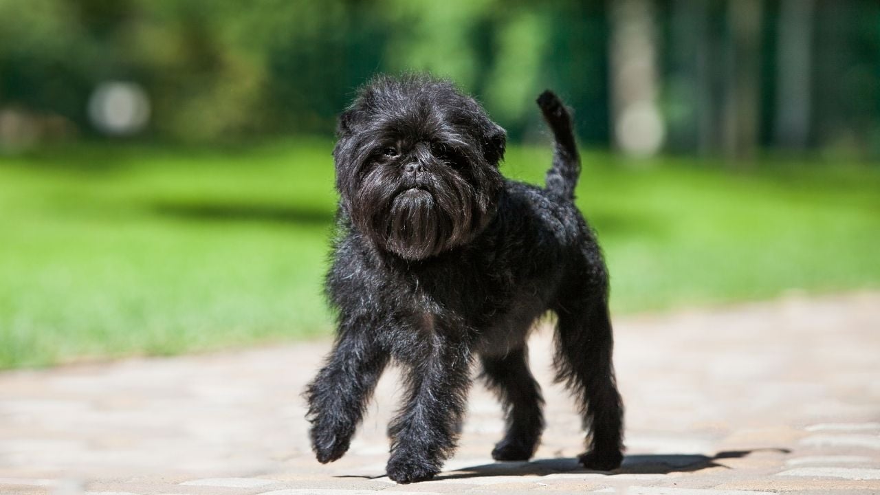siyah Affenpinscher köpek