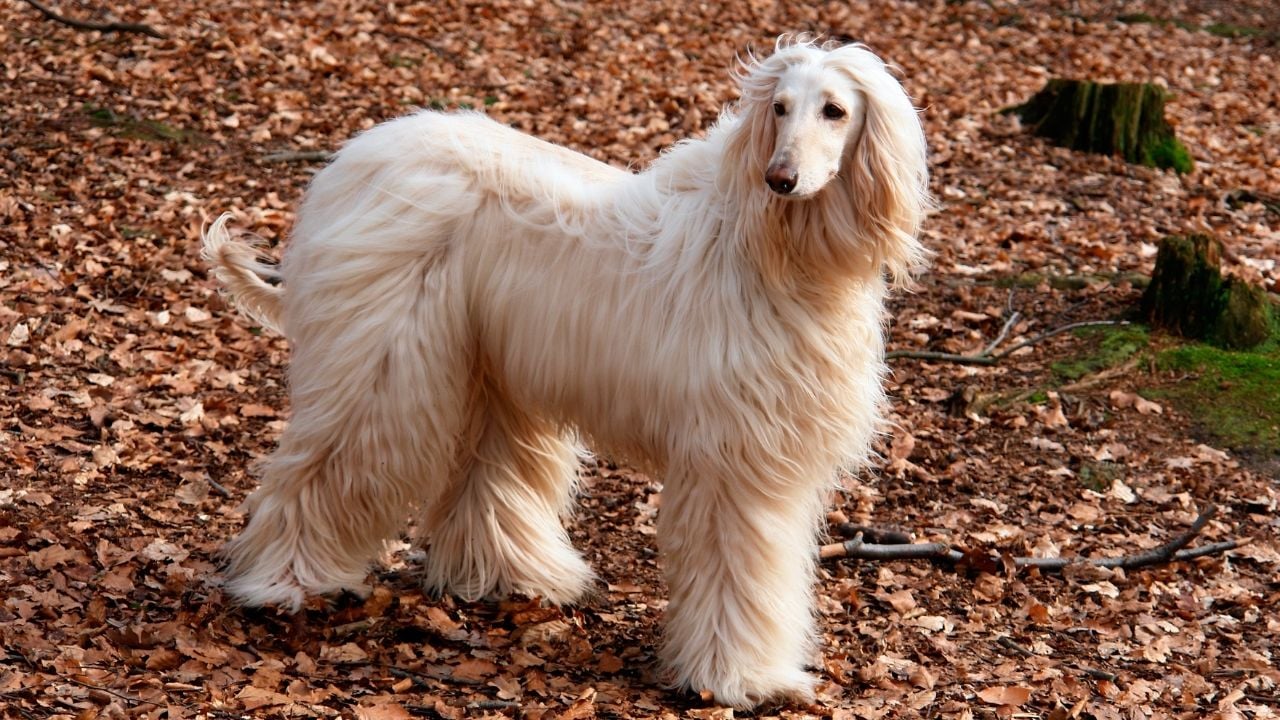 açık renk Afgan Tazısı köpek