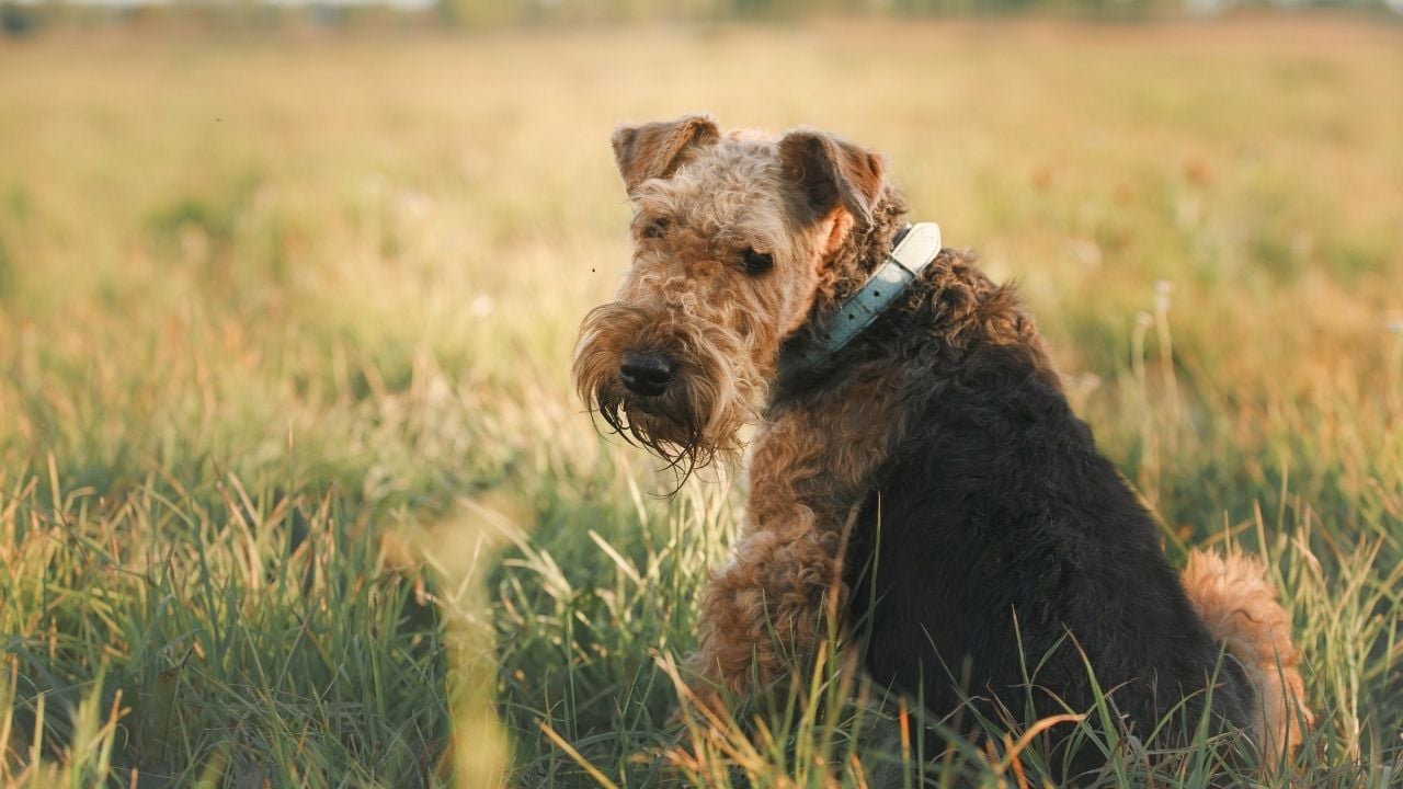 kahverengi Airedale Terrier köpeği