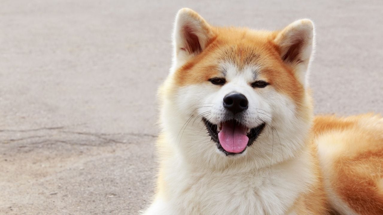 turuncu beyaz Akita inu köpek