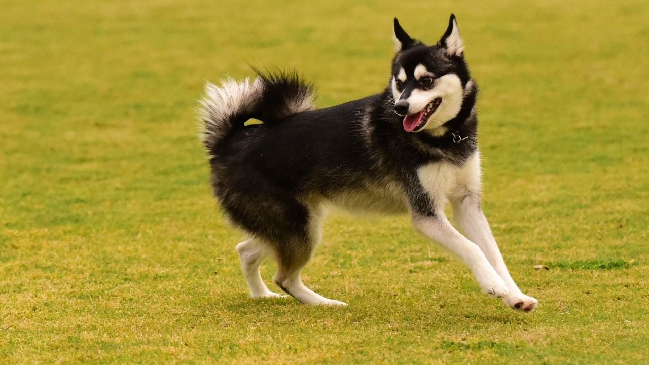 Alaska Klee Kai koşuyor