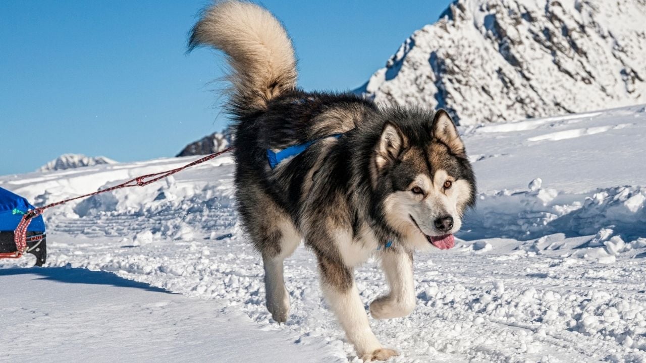 karda Alaska Malamutu