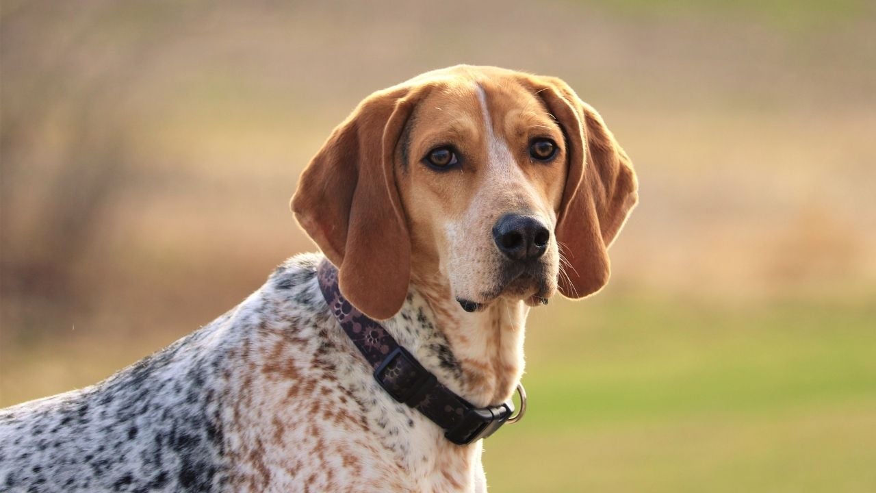 benekli American English Coonhound