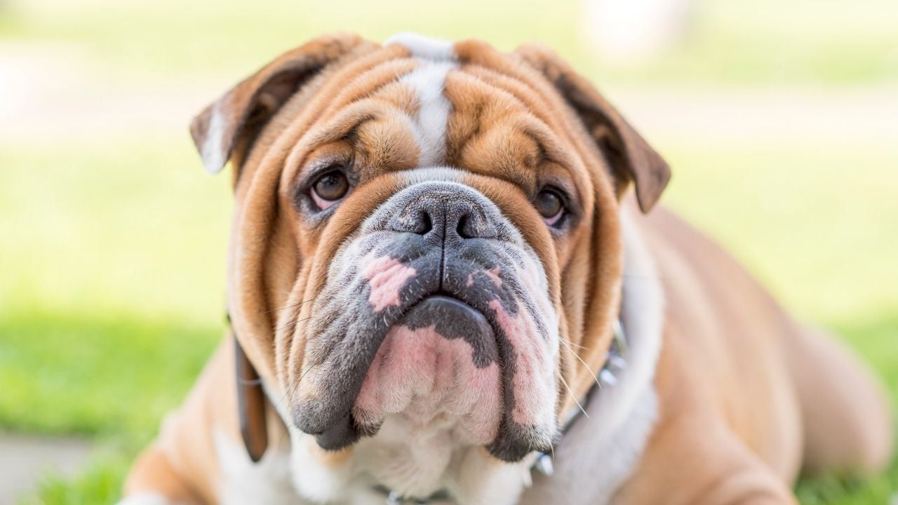 Amerikan Bulldog