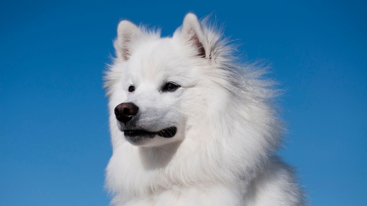 beyaz Amerikan Eskimo Köpeği