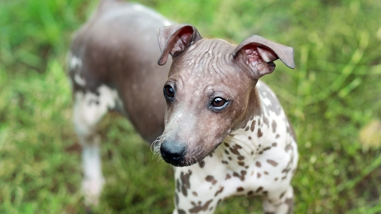 gri benekli Amerikan Tüysüz Terrier