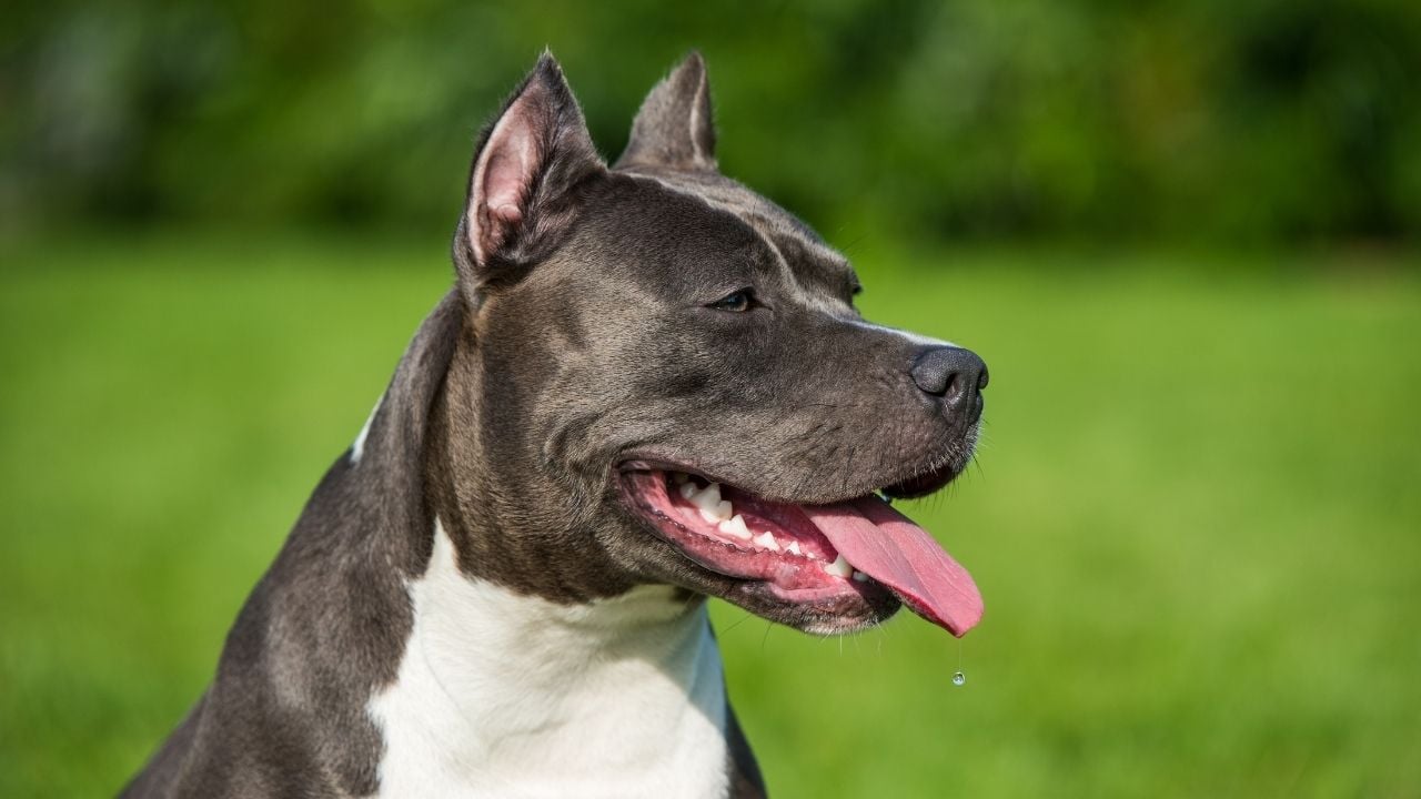Amerikan Staffordshire Terrier gri
