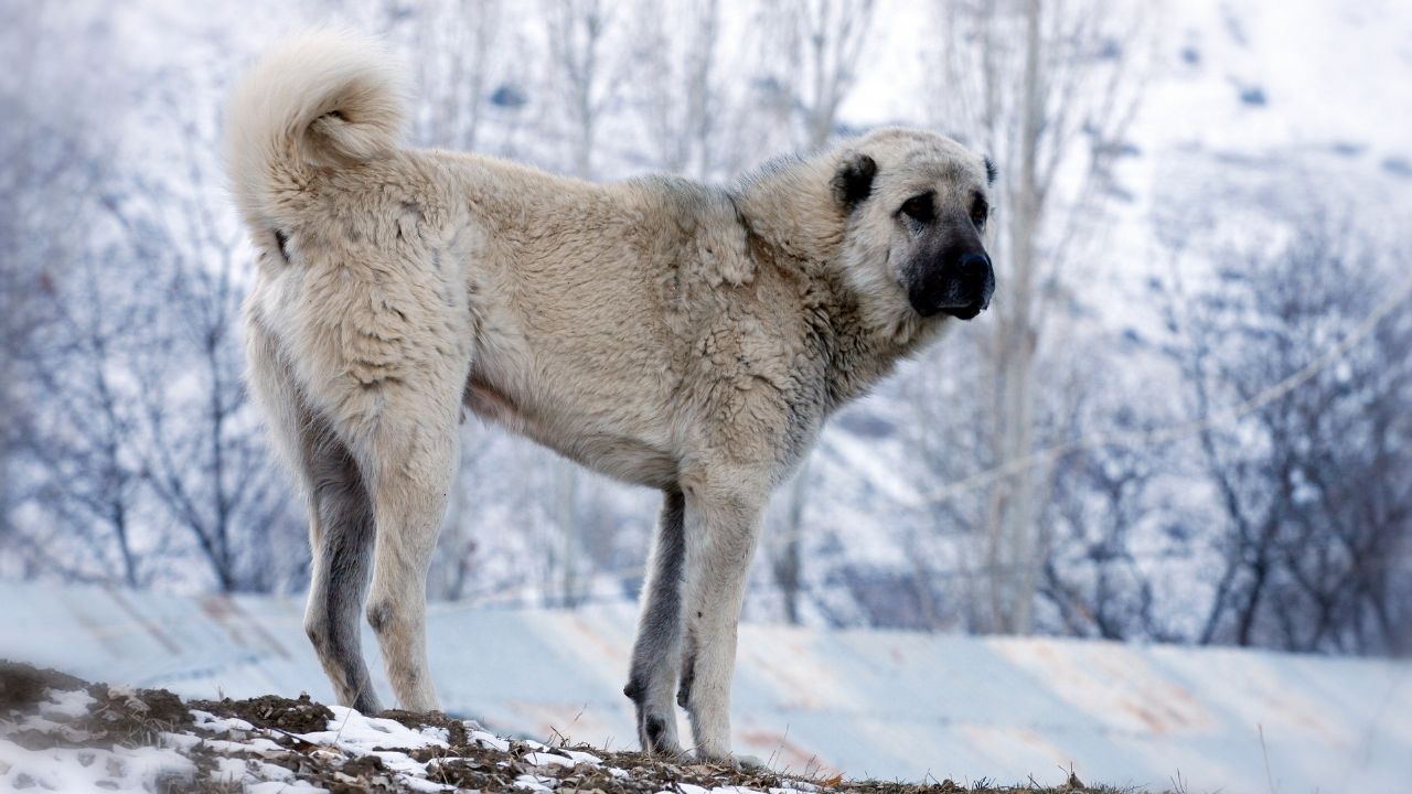 Anadolu Çoban Köpeği, kangal köpek