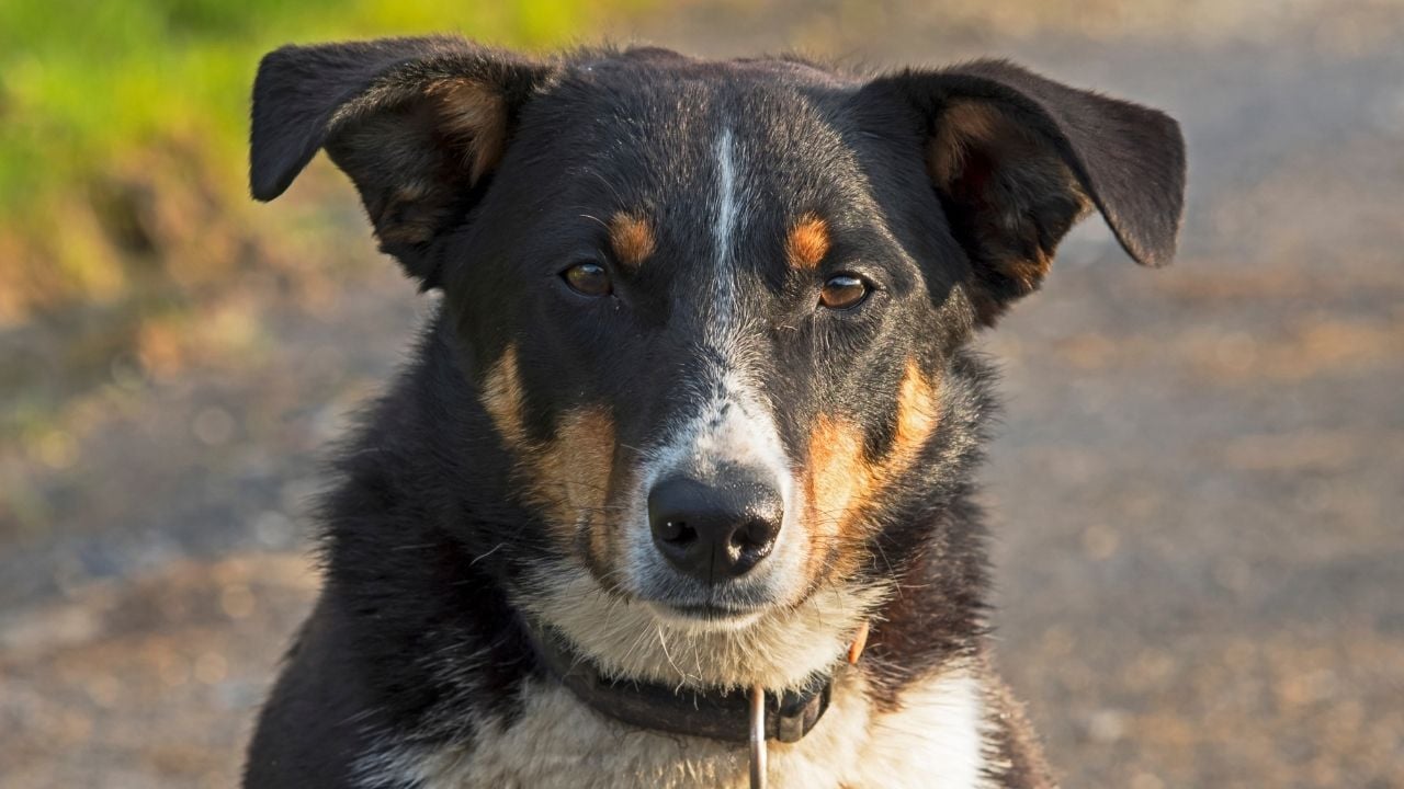 siyah kulaklı Appenzeller Sennenhund