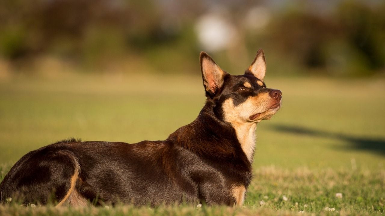 yerde yatan Avustralya Kelpie
