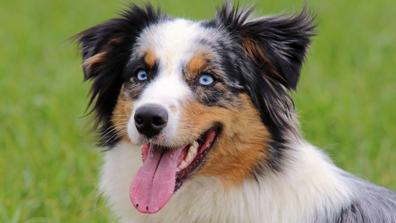 mavi gözlü Avustralya Çoban Köpeği