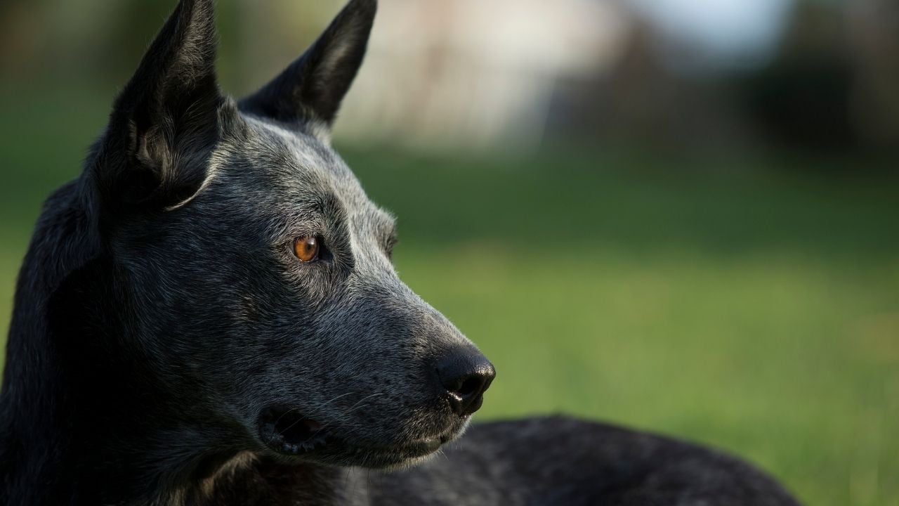 gri Avustralya Stumpy Tail Cattle Dog