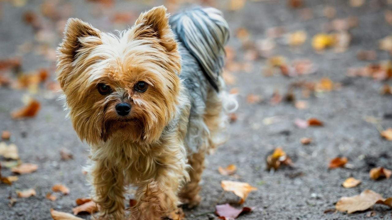 sevimli Avustralya Terrier