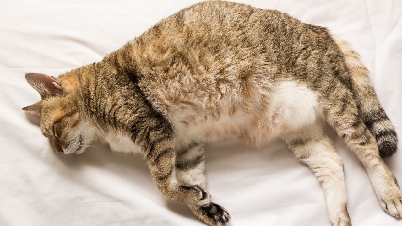 karnı şiş bir kedi yatakta yatıyor