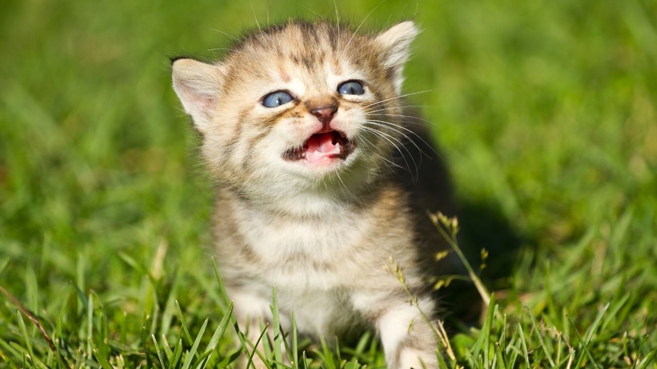 yavru kedi, ağzı açık