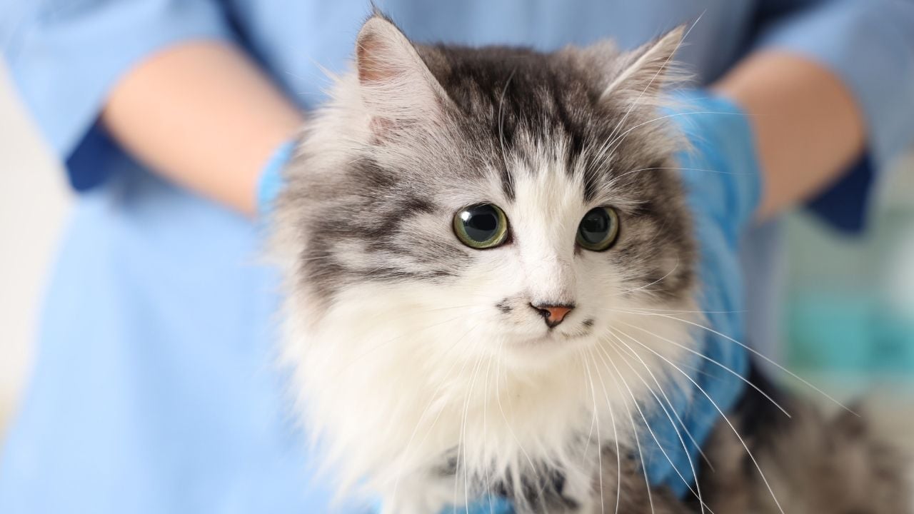 veteriner ve uzun tüylü kedi