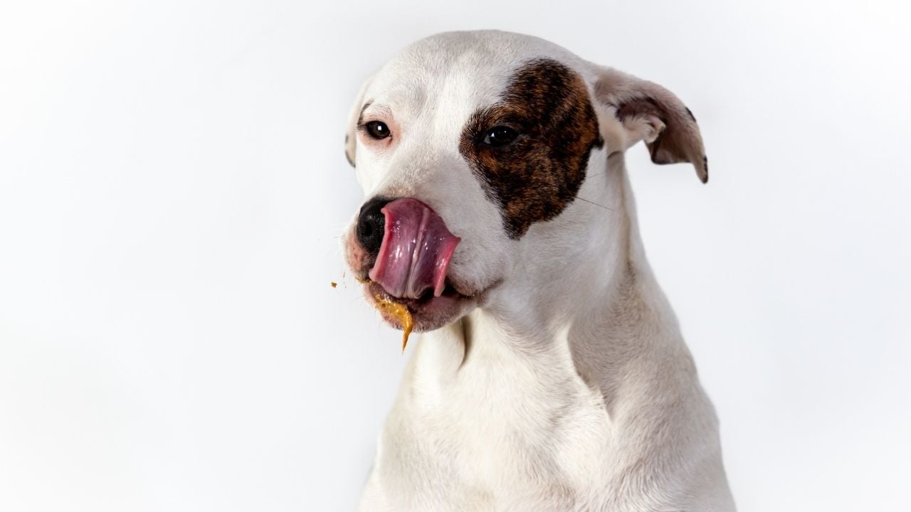 köpek yalanıyor ve fıstık ezmesi yiyor