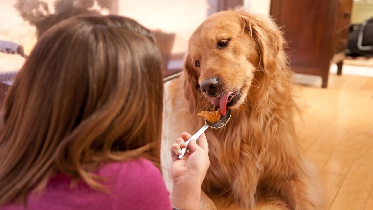 köpek kaşıktan yer fıstığı ezmesi yalıyor