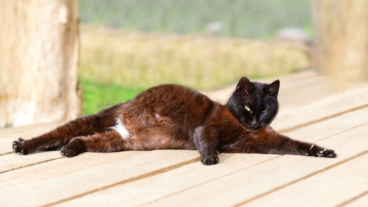siyah hamile kedi yerde yatıyor