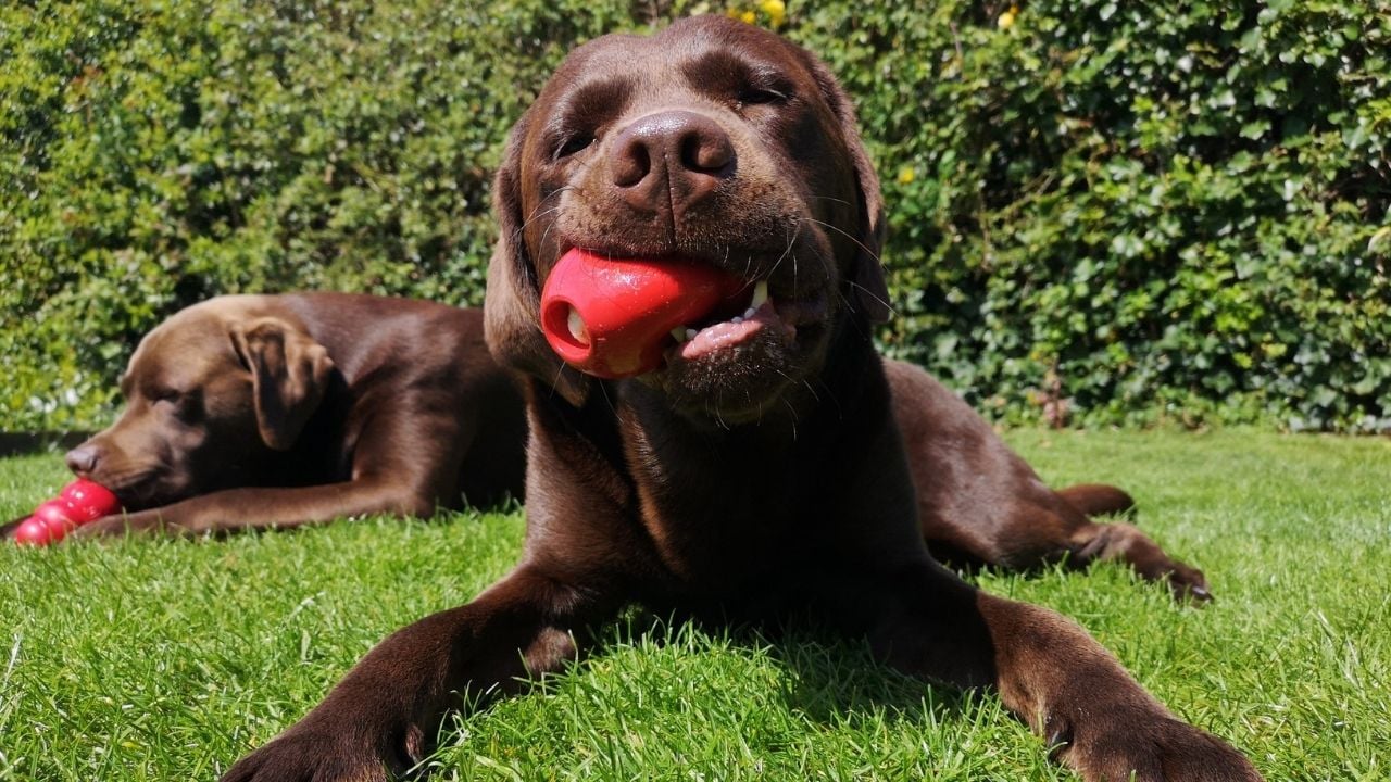 köpek kırmızı oyuncağını çiğniyor