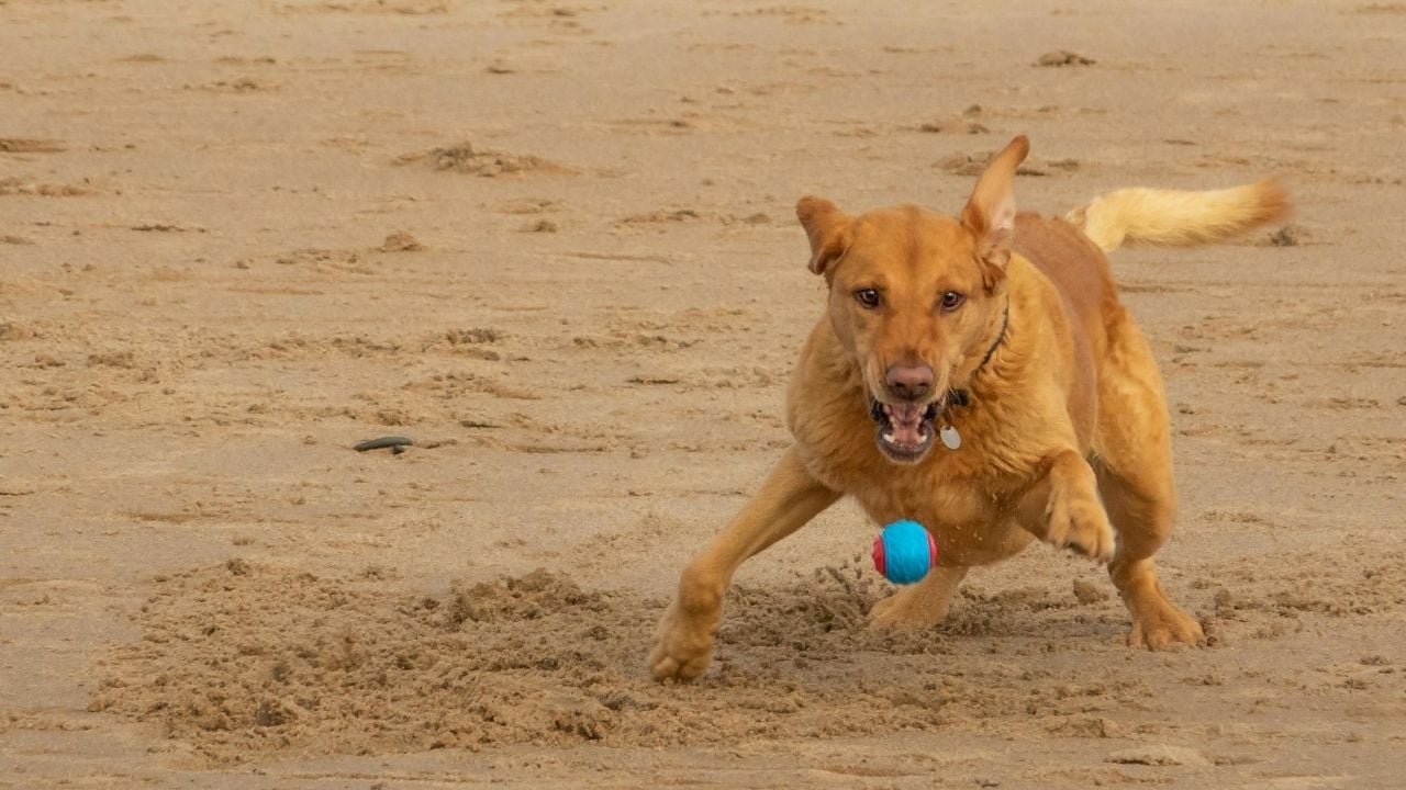köpek top ile oynuyor