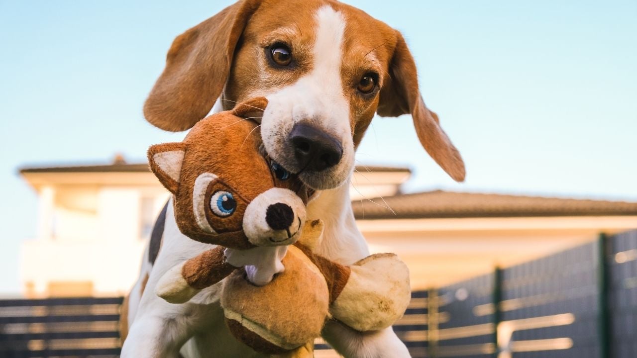 köpeğin ağzında oyuncak var