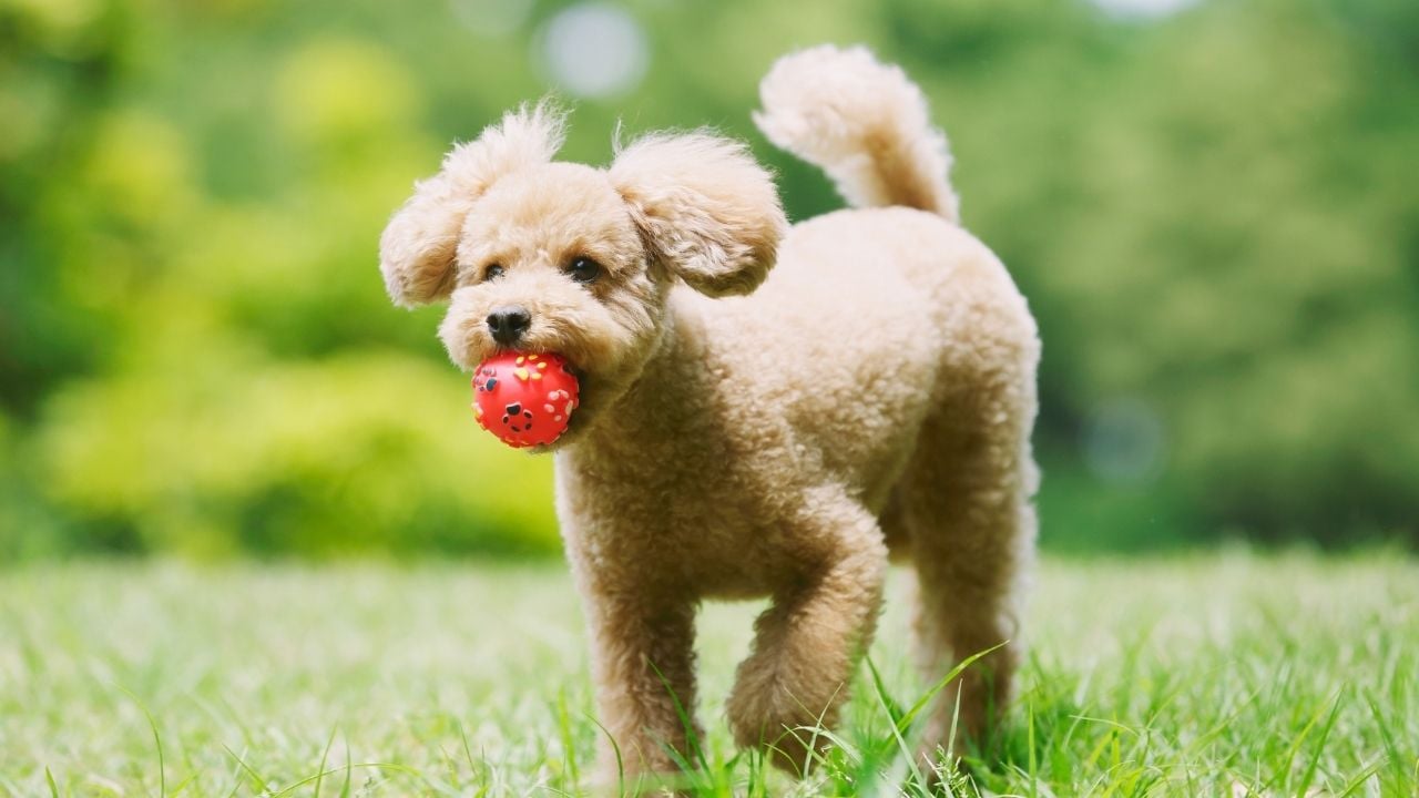 Poodle oyuncak ile oynuyor