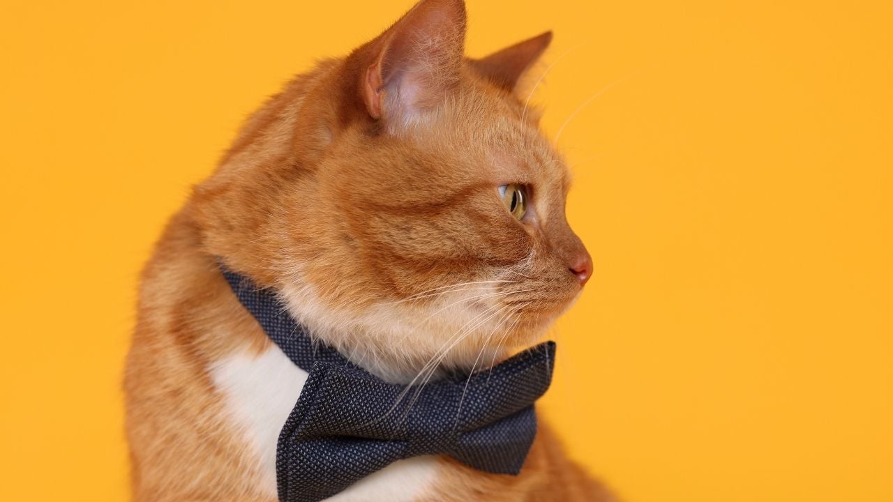 papyonlu sarman erkek kedi