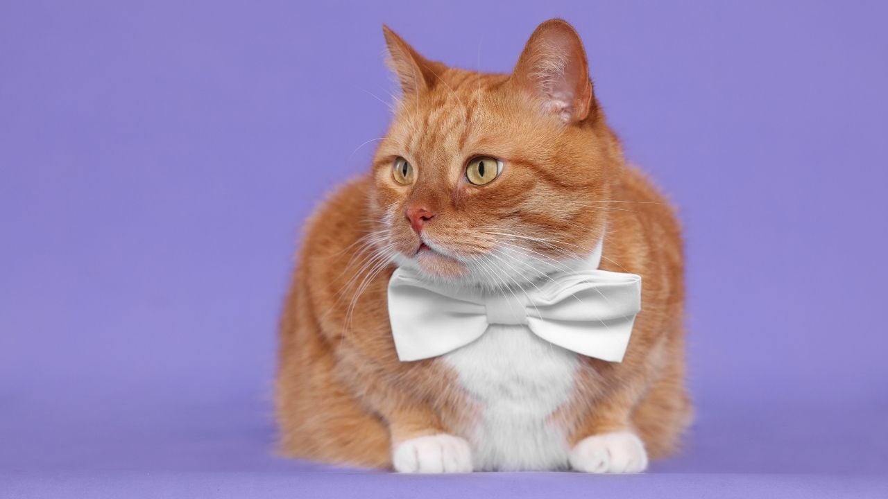 papyonlu sarı erkek kedi