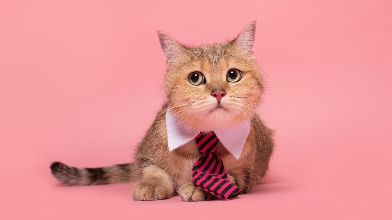kravatlı erkek kedi