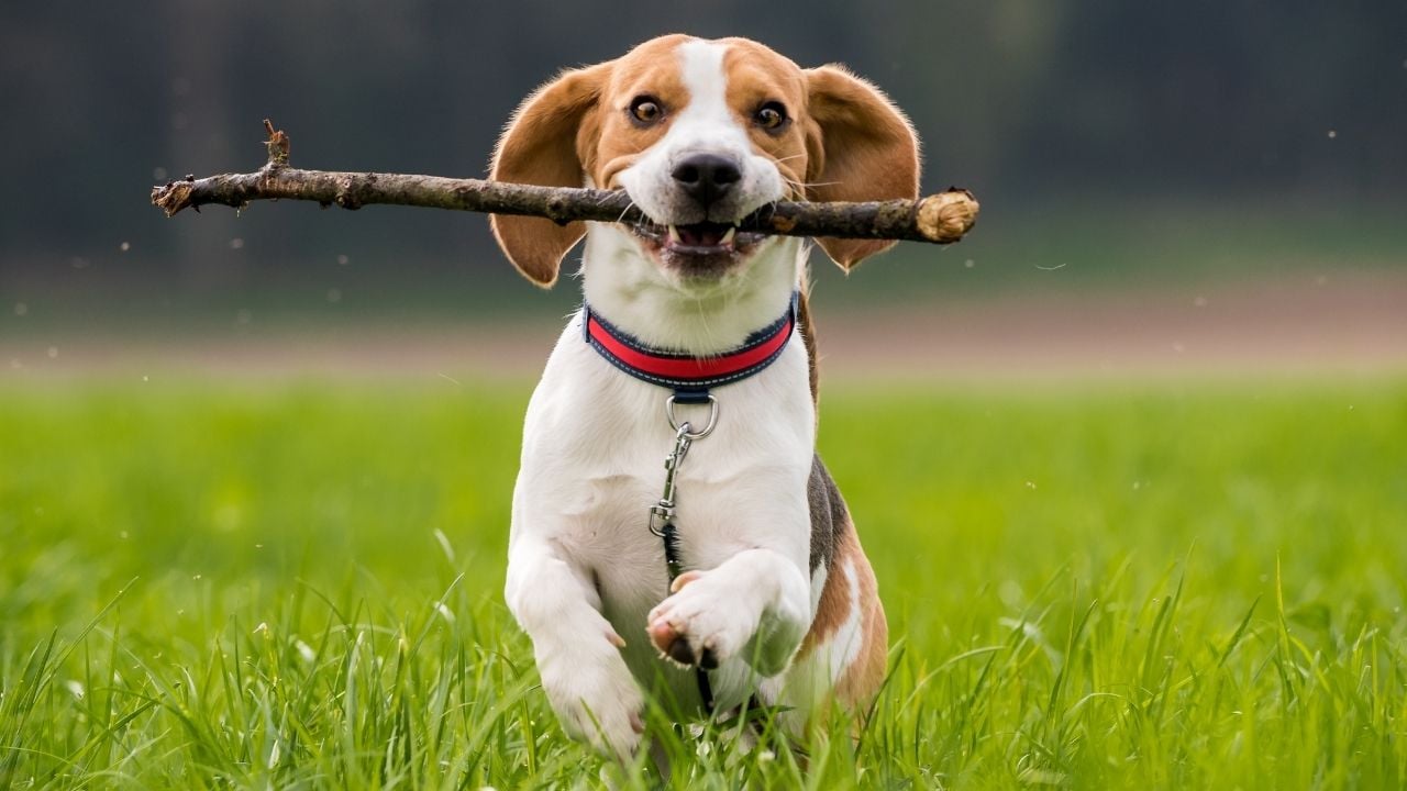 Beagle köpek koşuyor