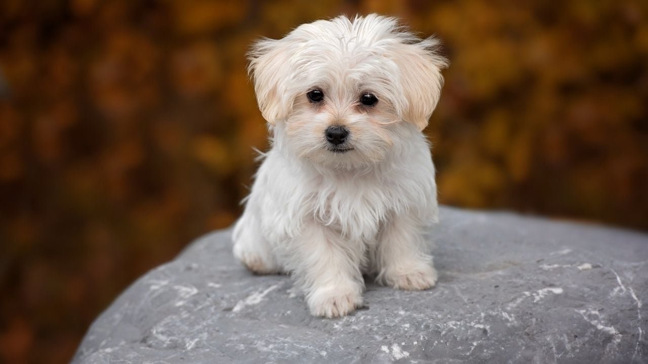Barbado da Terceira köpek