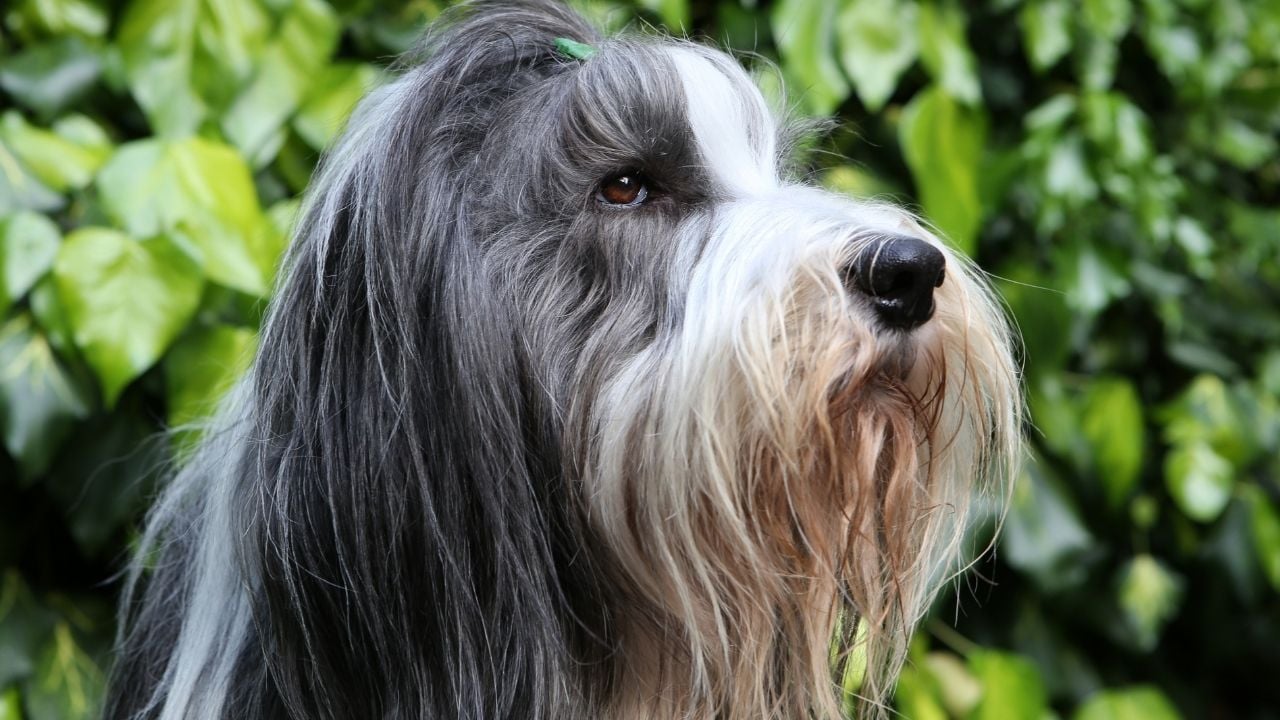 gri beyaz Bearded Collie