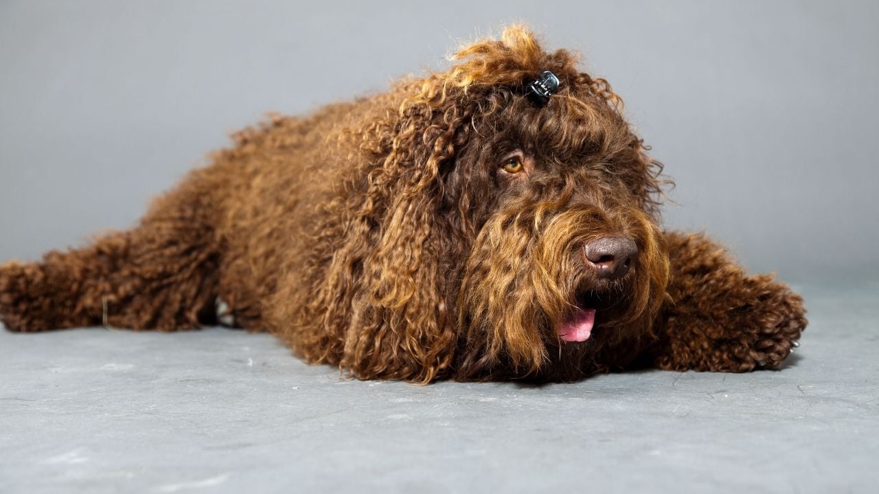 kahverengi kıvırcık Barbet