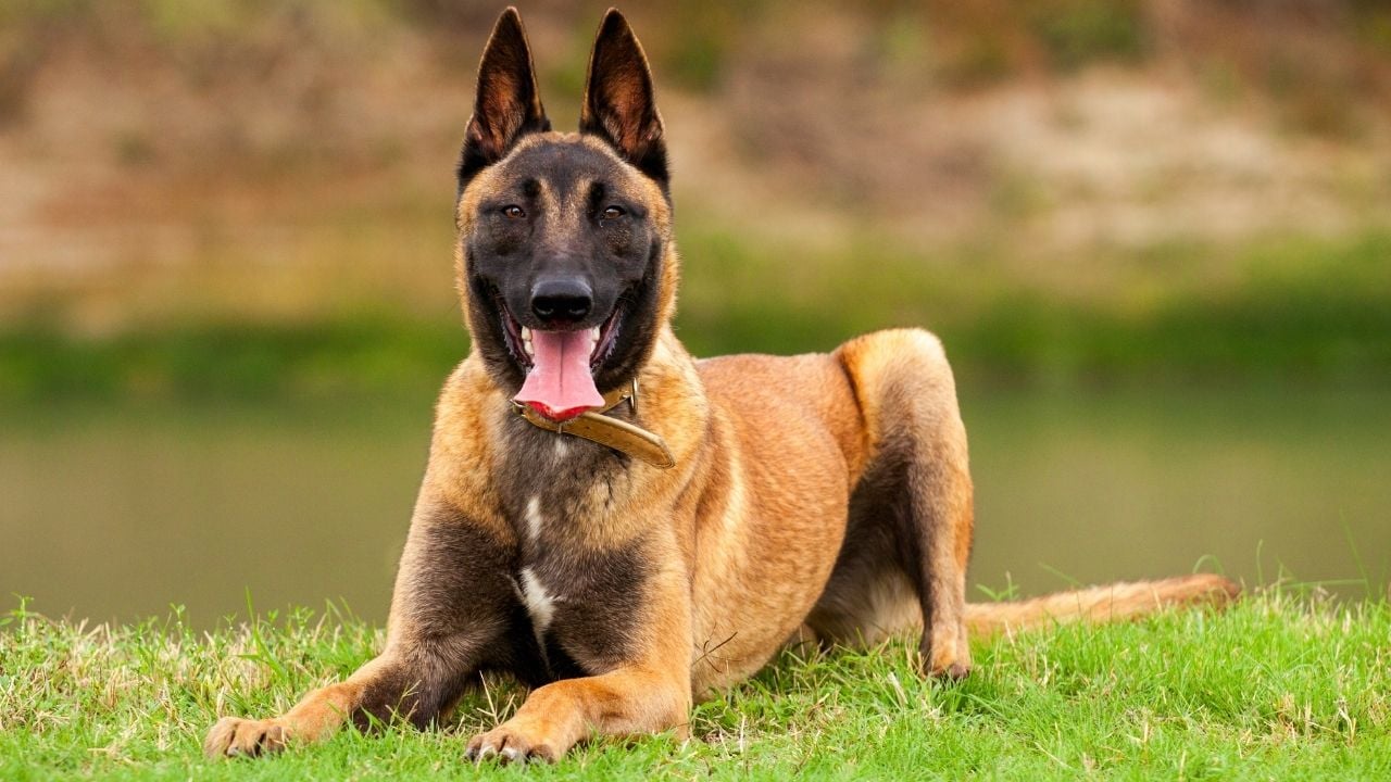 Belçika Malinois ağzı açık