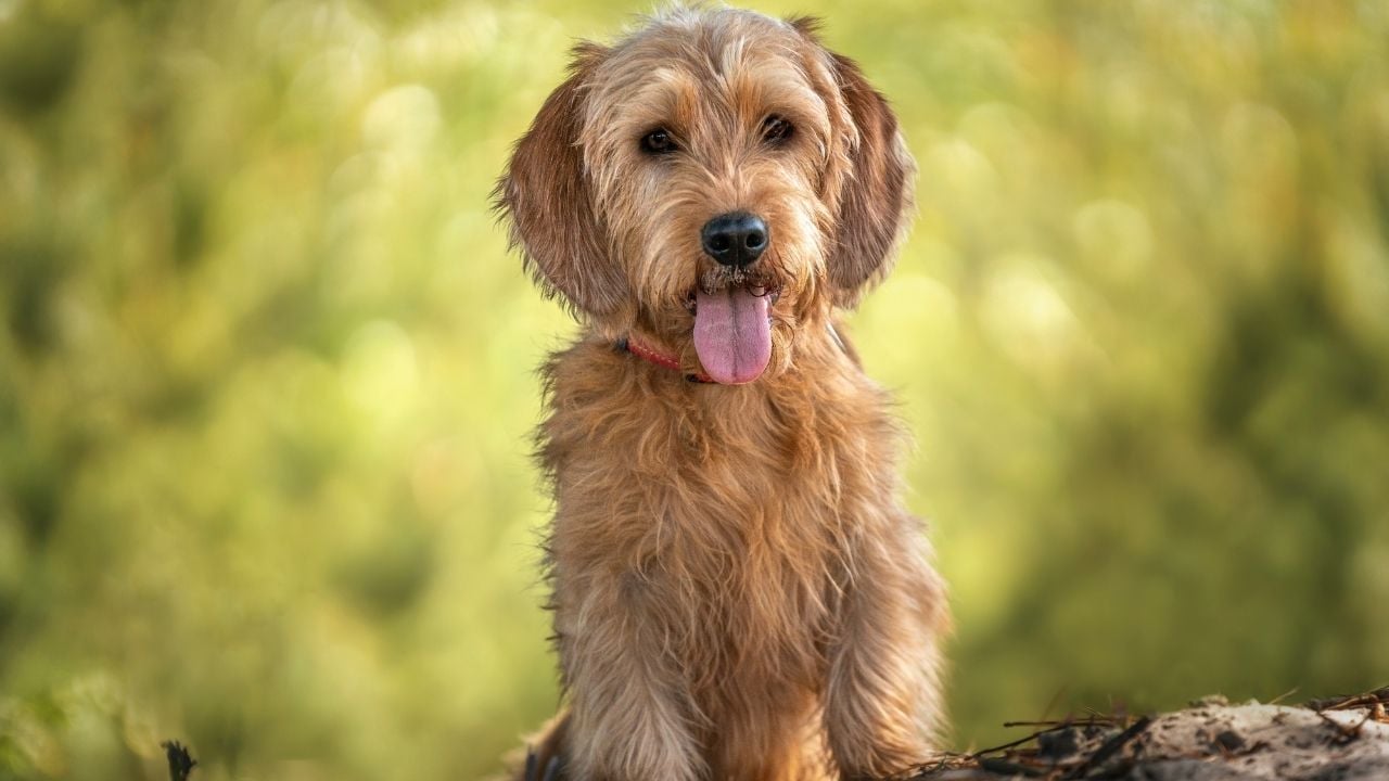 dili dışarıda Basset Fauve de Bretagne