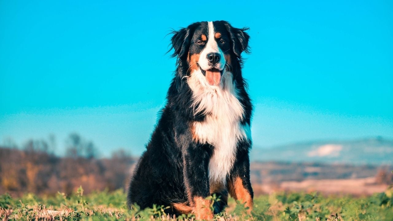 Bernese Dağ Köpeği