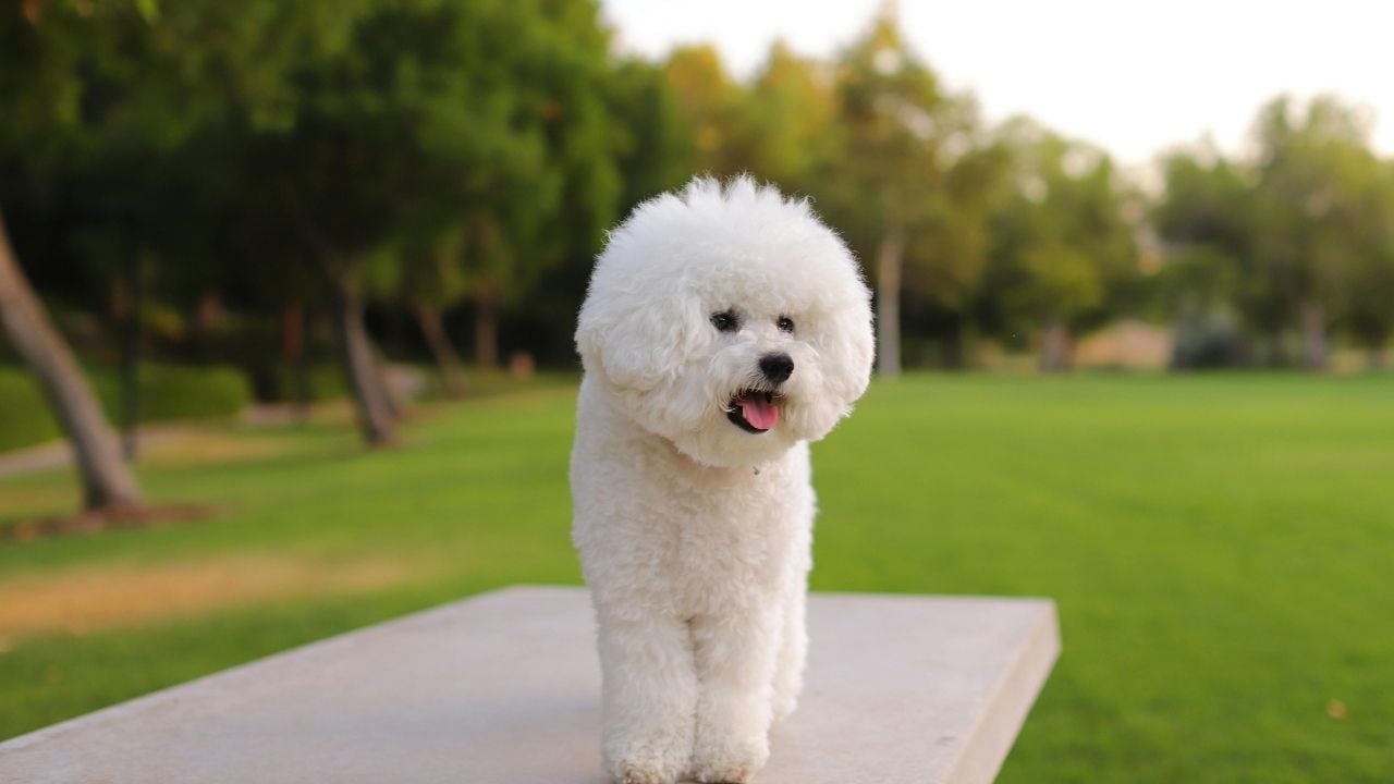pofuduk Bichon Frise