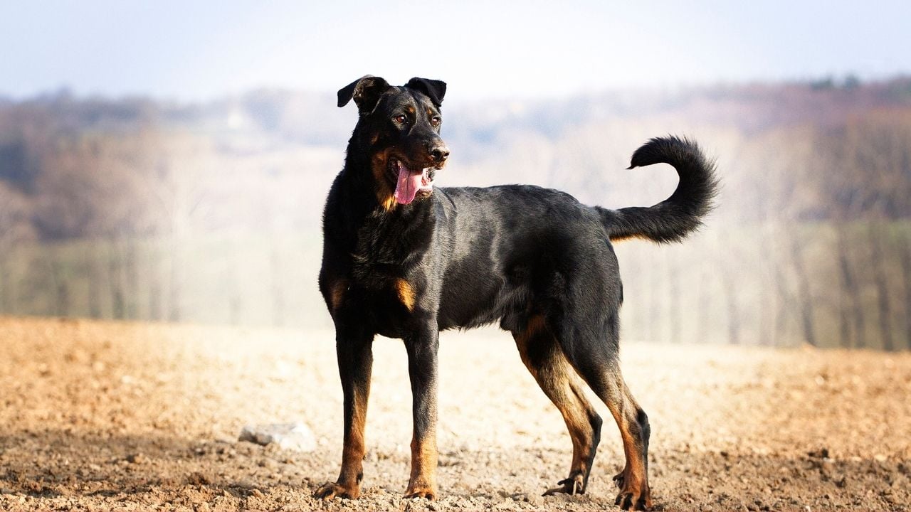 Beauceron siyah