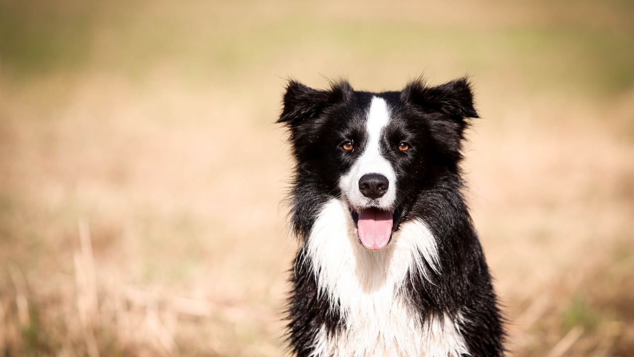 siyah beyaz Border Collie
