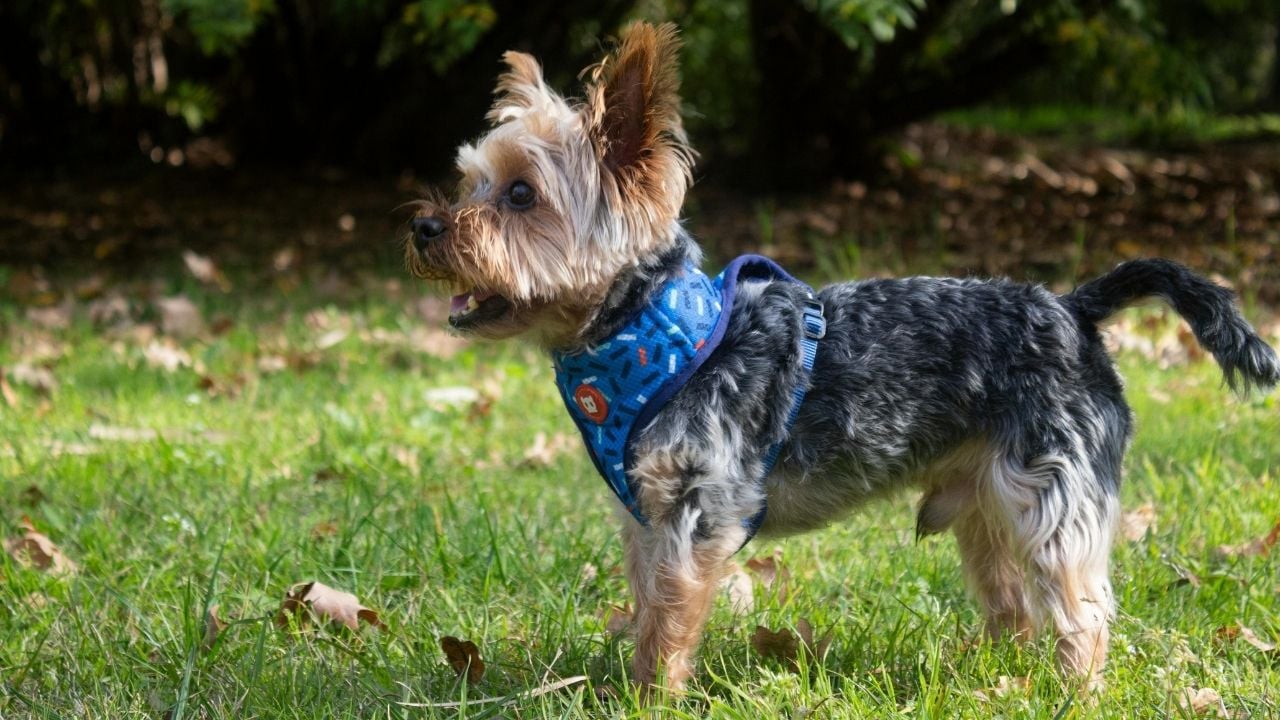 Biewer Terrier ayakta