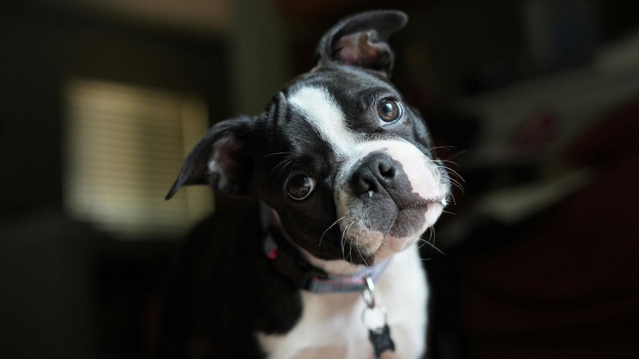 Boston Terrier siyah beyaz