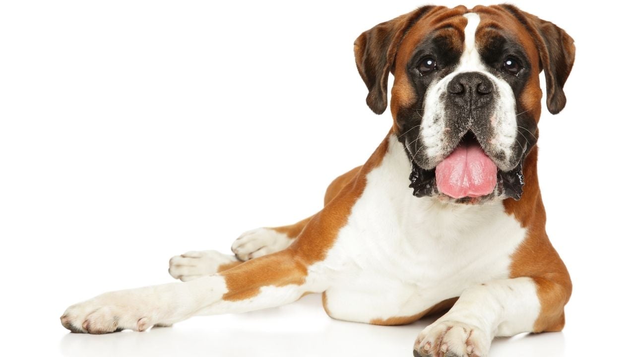 Boxer köpek
