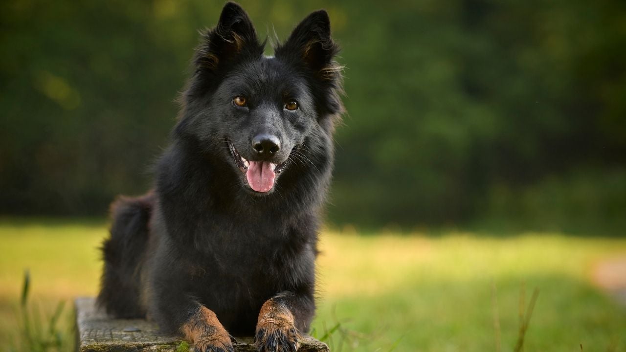 siyah Bohemian Shepherd