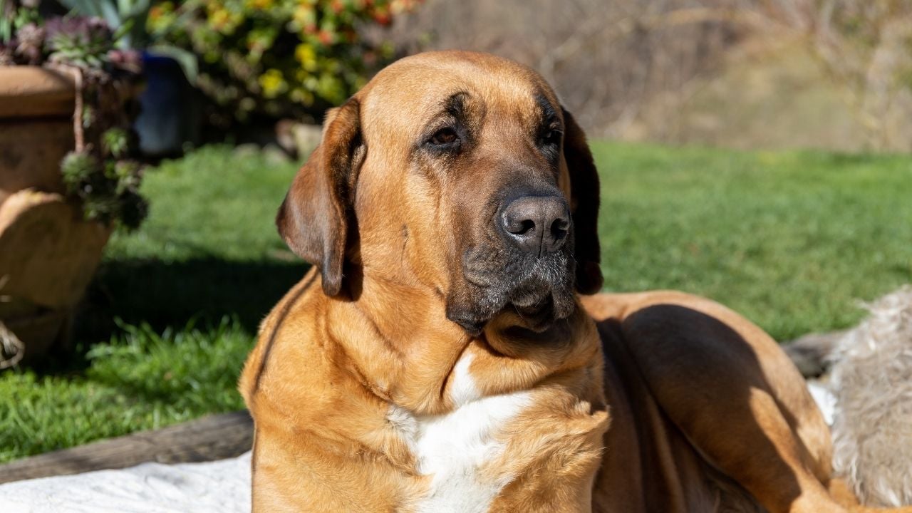 Broholmer köpek