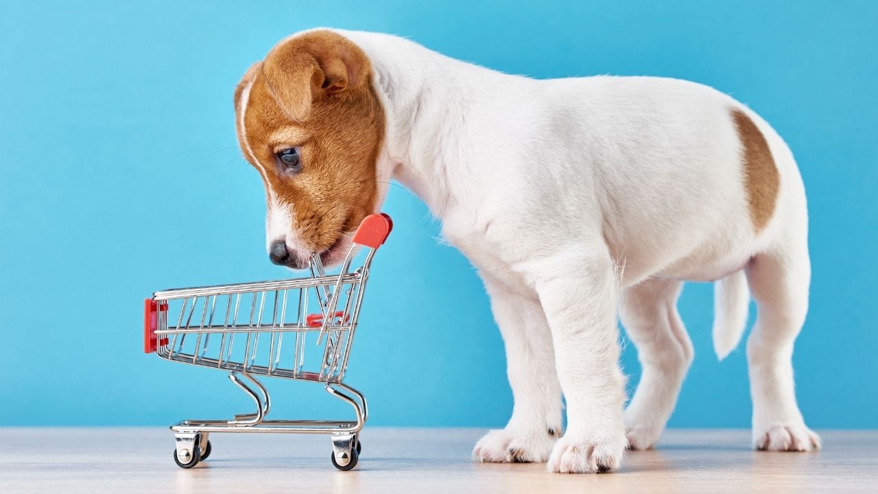 köpek alışverişte