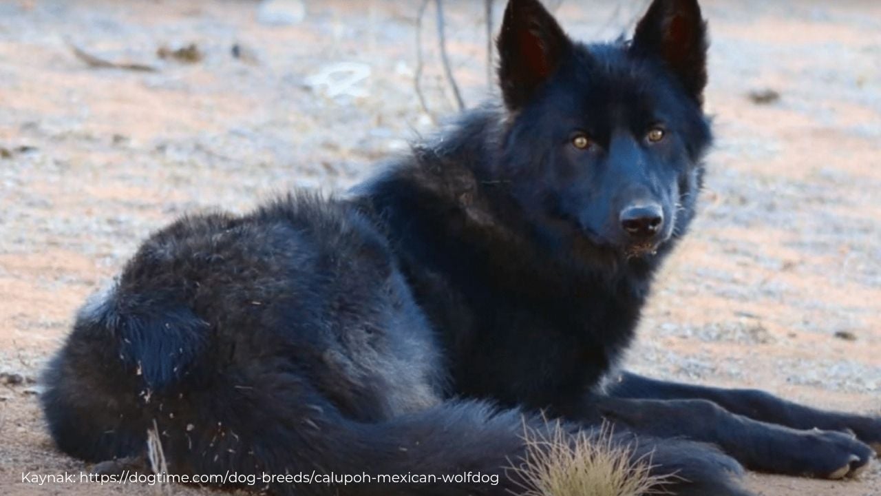 meksika köpek cinsi Calupoh