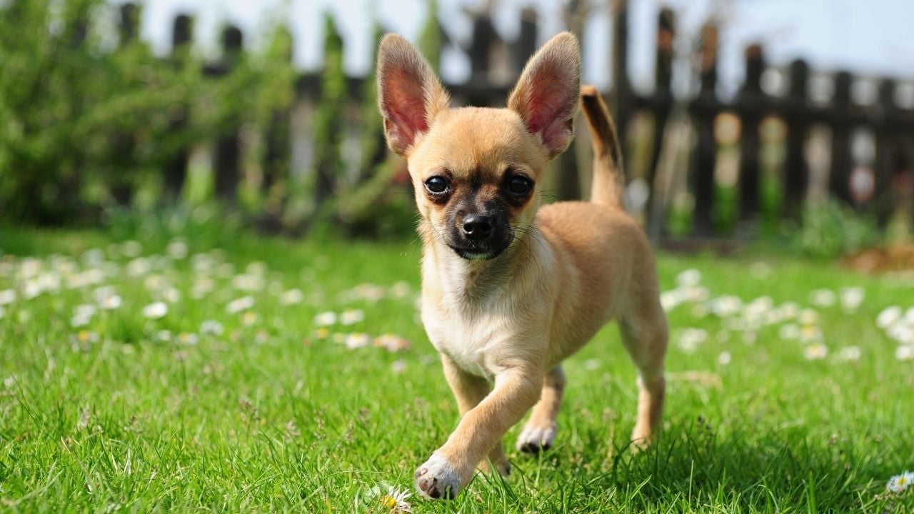 meksika köpek cinsi chihuahua