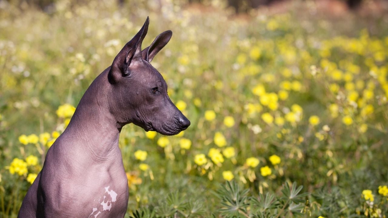 Meksikalı köpek cinsleri arasında yer alan Xoloitzcuintle