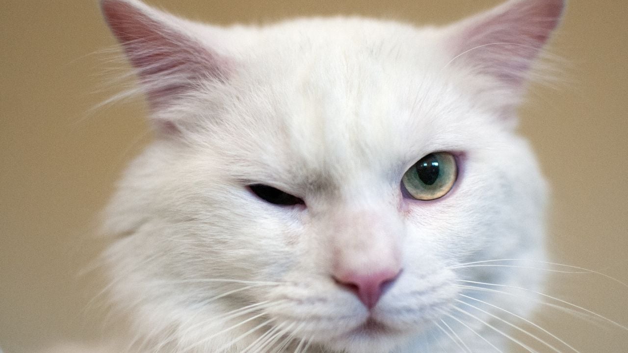 beyaz kedi göz kırpıyor